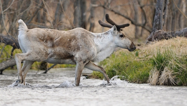 Браконьеры из Кузбасса пришли за северными оленями в Томскую область