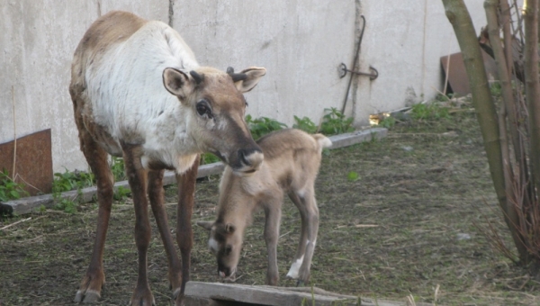 Олениха Берта в зоопарке Северска родила второй раз за 6 лет