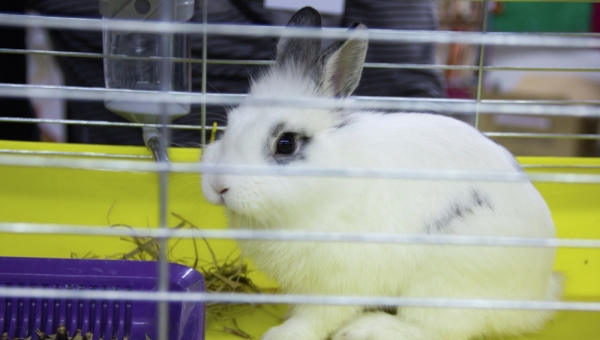 Первая томская кролиководческая ферма появится в Асино к концу года