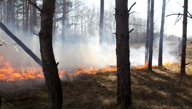 Лес горит на площади 58 га в Тимирязевском лесничестве под Томском