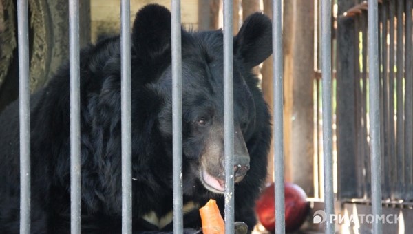 Случаи нападения животных на людей в зоопарках и частных вольерах РФ