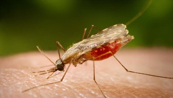 Два томича заразились от комаров редкими паразитами в 2016г
