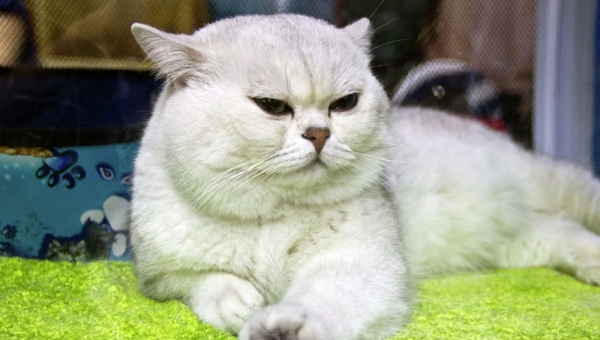 Томская компания начала выпуск наполнителя изо льна для туалета кошек