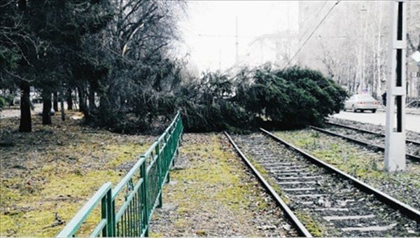Движение трамваев было закрыто в Томске из-за упавшего дерева