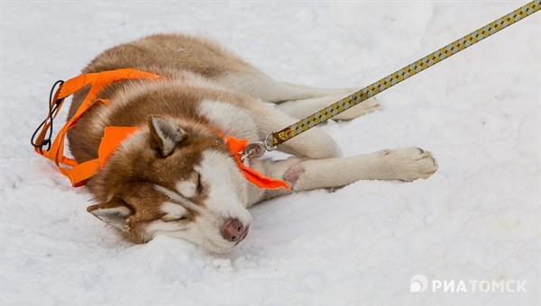 Новосибирец на хасках победил на собачьих гонках в Томске