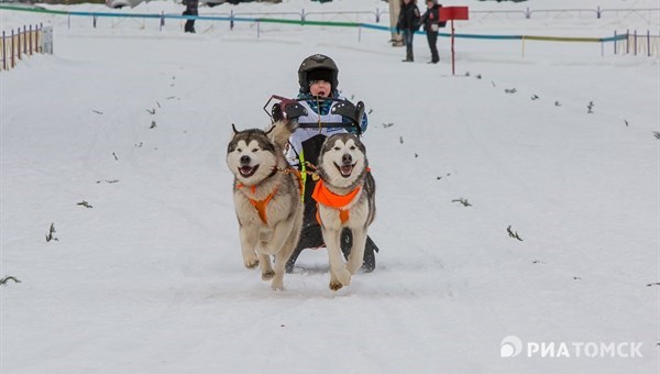 Новосибирец на хасках победил на собачьих гонках в Томске