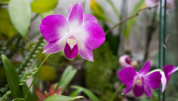 ТГУ проведет бесплатный курс по выращиванию орхидей