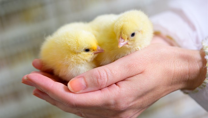 Томская птицефабрика теперь будет выращивать цыплят из турецких яиц