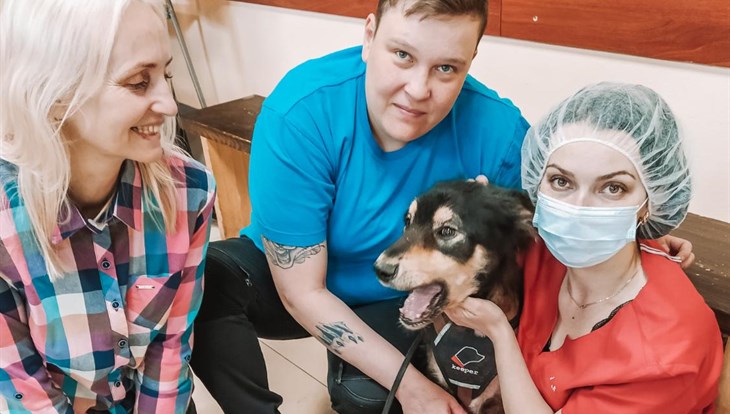 Томская семья "усыновила" пса Ежика, которому зимой порезали шею