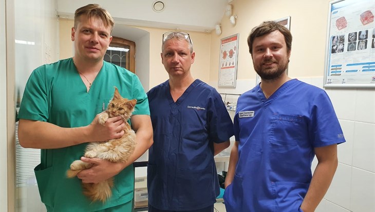 Врачи впервые прооперировали кота в рамках акции "Улыбнись" в Томске