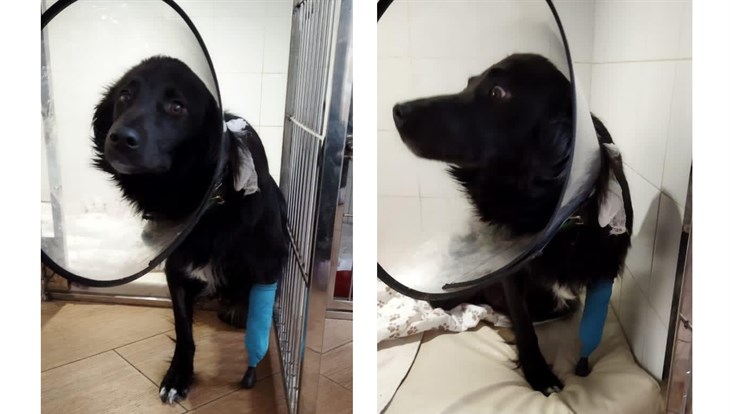 Врачи вживили импланты томскому псу Барону с раздробленными лапами