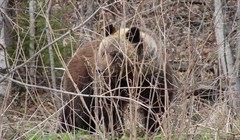 Охотоведы обнаружили медвежьи следы у поселка под Томском