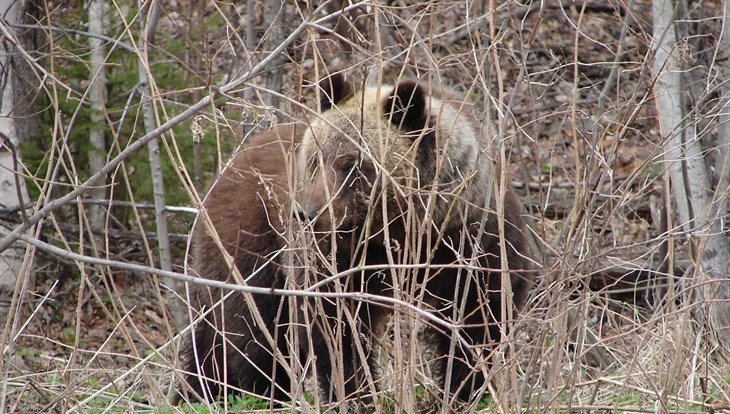 Охотоведы обнаружили медвежьи следы у поселка под Томском