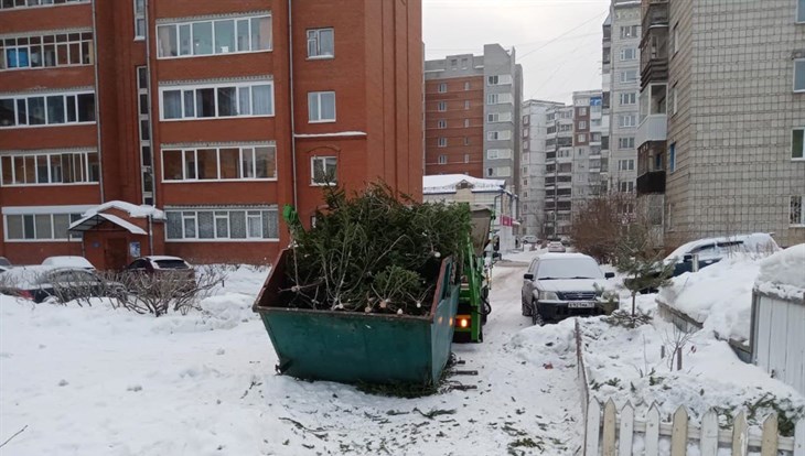 Томичи смогут отдать новогодние елки на корм буренкам в начале 2023г