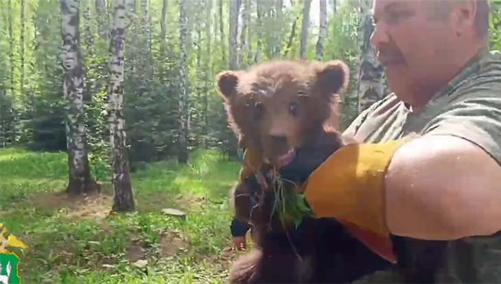 Найденный в Томске медвежонок ест сам, его выпустят под Калтаем
