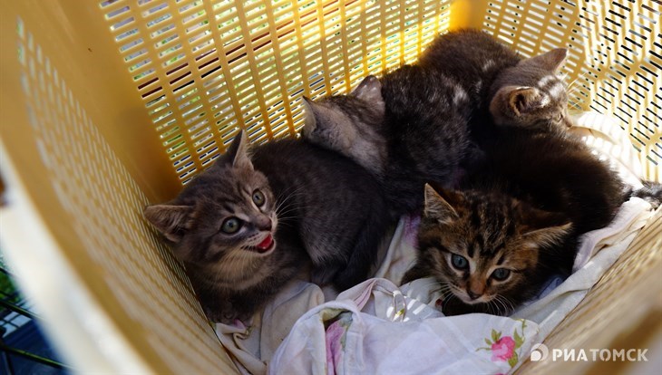 Пусть мама услышит, пусть мама придет: в Томске раздают котят и кошек