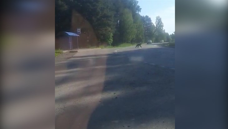 Медведь во вторник вышел к селу Вершинино в 36 километрах от Томска