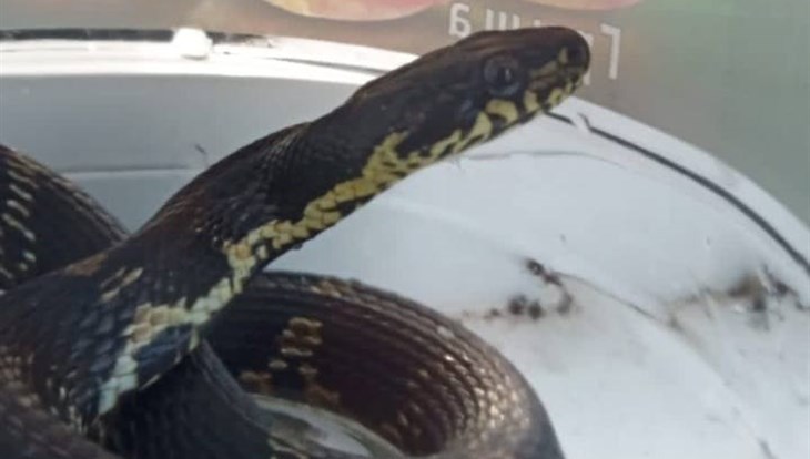 Эксперт: найденная в Томске змея ищет своего хозяина, это не гадюка