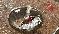Санврачи обследуют томские водоемы на наличие малярийных комаров