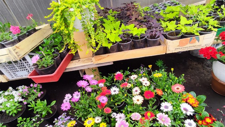 Сотня на теплицу: как грант помог томичке расширить цветочный бизнес