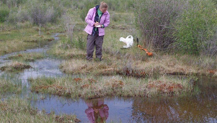 Ученые ТГУ: болотный сфагнум сглаживает пики паводков в Сибири