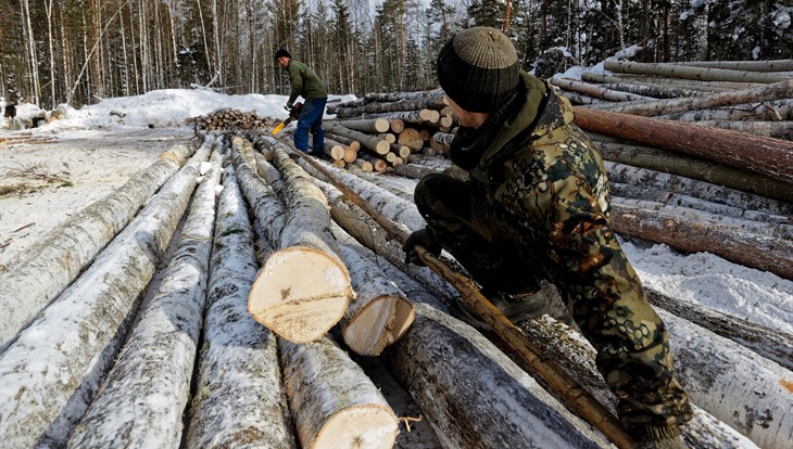Томская область единственная в СФО увеличила заготовку леса в 2023г