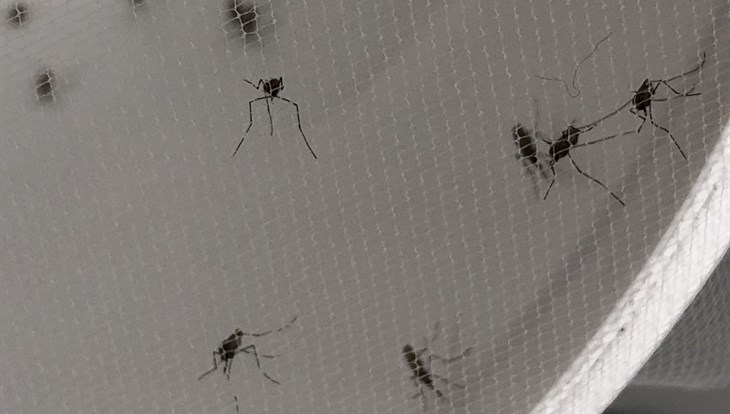 Массовый вылет комаров в Томске ожидается в июне, после пойдет мошка