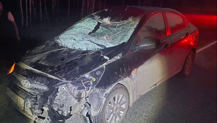 Hyundai сбил лося на дороге Кузовлево – Светлый