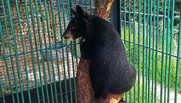 Северский зоопарк предлагает выбрать имя для гималайского медвежонка