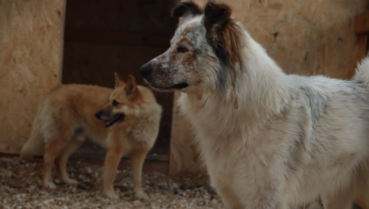 Томская облдума отказалась рассматривать инициативу об эвтаназии собак