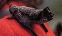 Биологи ТГУ: контакты между летучими мышами и людьми участились