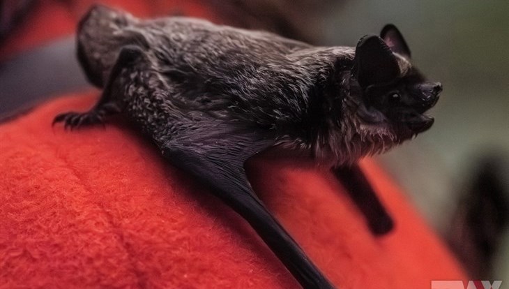 Биологи ТГУ: контакты между летучими мышами и людьми участились