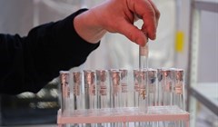 Томские биотехнологи клонируют краснокнижный рододендрон с Алтая