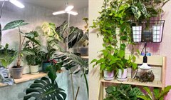 Озелените это немедленно: как вырастить джунгли в квартире в Томске