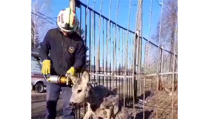 Спасатели вызволили косулю, застрявшую в заборе на Высоцкого в Томске