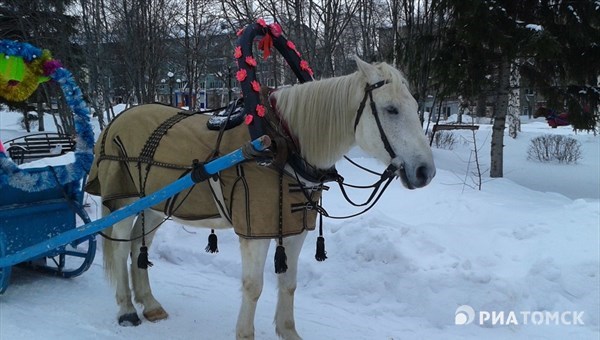 Трое жителей Томской области украли коня, чтобы поехать на дискотеку