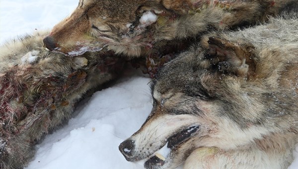 Эксперт: отстреленные в Первомайском районе волки – гастролеры