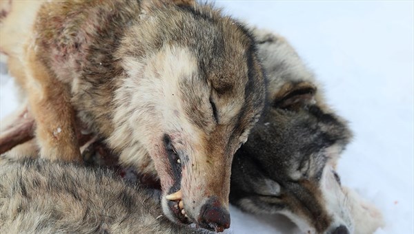 Эксперт: отстреленные в Первомайском районе волки – гастролеры