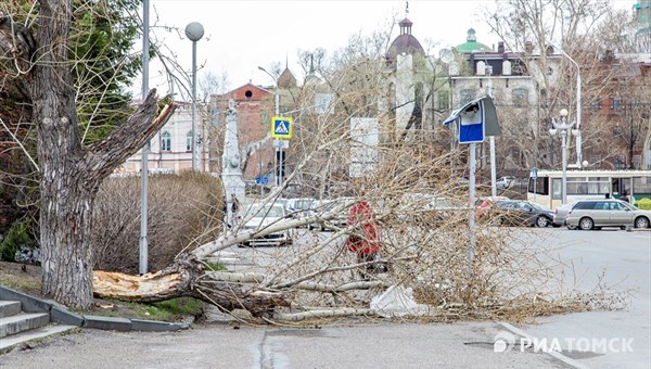 Мэрия: ураганный ветер повалил более 40 деревьев в Томске