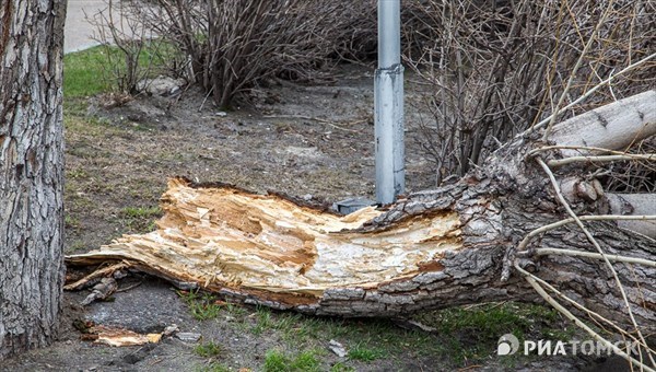 Ветер в Томске в воскресенье повалил 11 деревьев и повредил 2 авто
