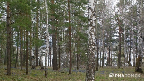 СК: мумия обнимающего дерево мужчины обнаружена в лесу в Томске