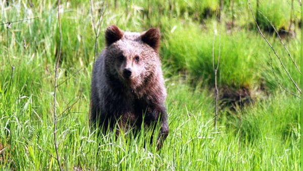 Житель томского села утверждает, что отбился от медведя криком