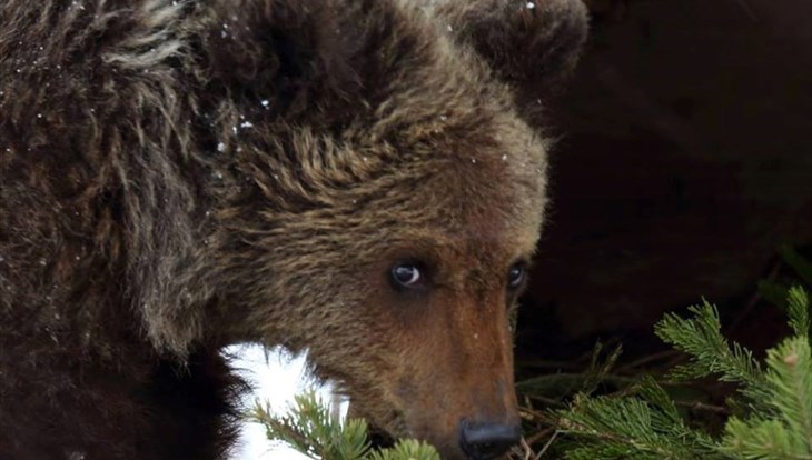 Медведи могут выйти к томским селам, если в лесу не вырастет колба