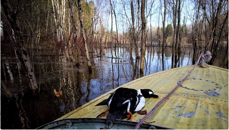 Власти: новые сроки охоты в Томской области не навредят ее экосистеме
