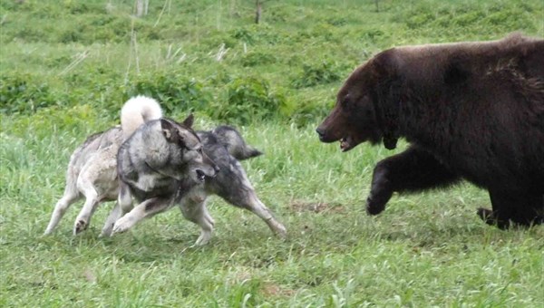 Охотники убьют медведя, разорившего ульи около Киреевска
