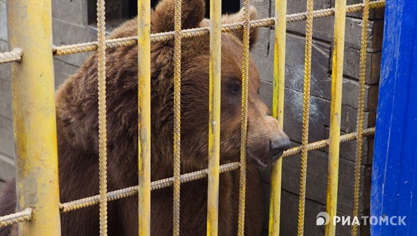 Охранник появился возле медведя, который травмировал женщину в Томске