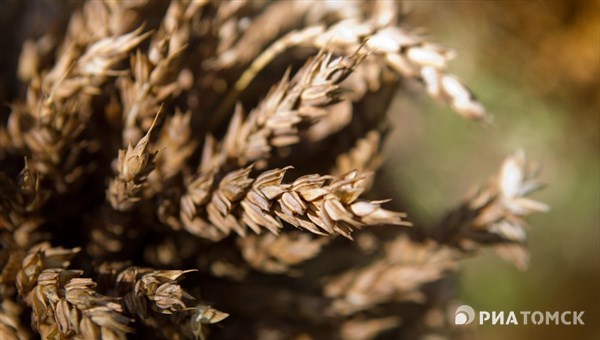 Томский селекционный центр намерен производить 26 тыс тонн семян в год