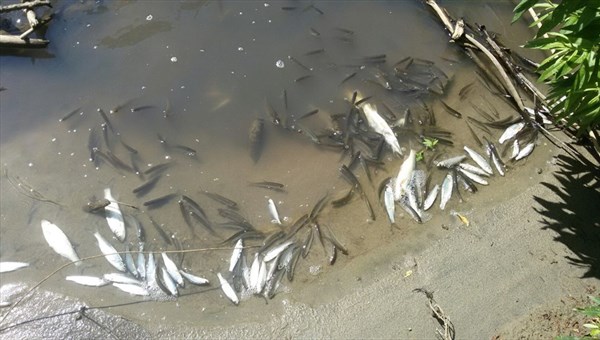 Пробы подтвердили загрязнение воды в томской речке, где погибла рыба