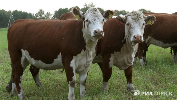 Ферма на 200 мраморных коров открылась в селе Бакчар Томской области