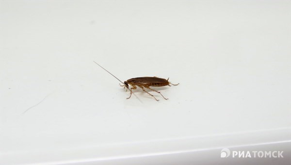 Ученый ТГУ: нашествий тараканов не бывает, надо следить за чистотой